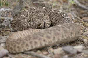 The Rattlesnake under the Shed